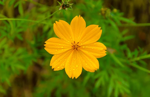 Con el fondo verde de la hoja de la flor — Stockfoto