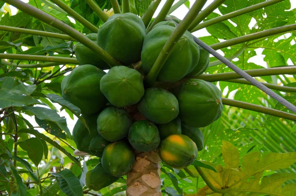 Papaya hängt am Baum — Stockfoto