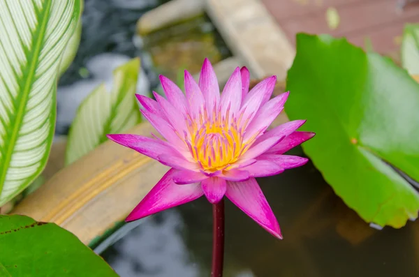 Pink lotus in swamp — Stock Photo, Image