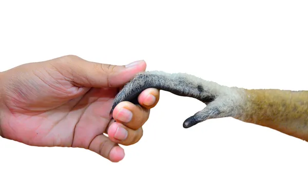 Man touch hand together with a monkey. — Stock Photo, Image