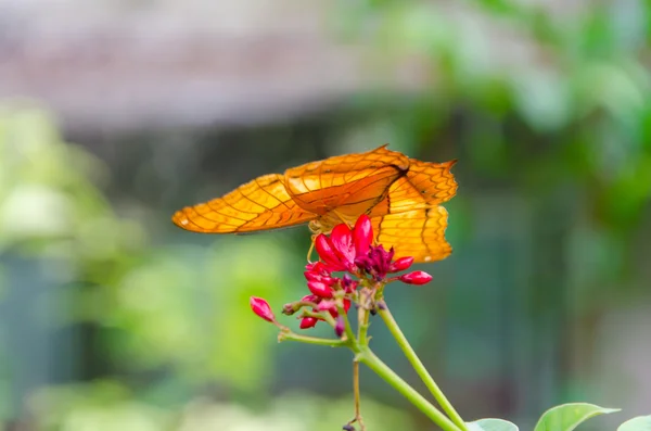 Butterfly bahçesinde kırmızı çiçek — Stok fotoğraf