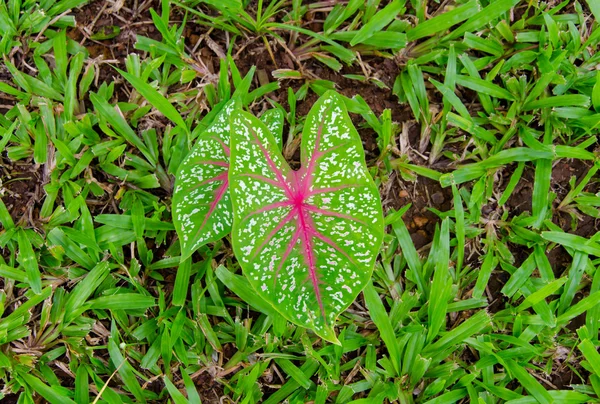 Kalp şeklinde yaprak — Stok fotoğraf