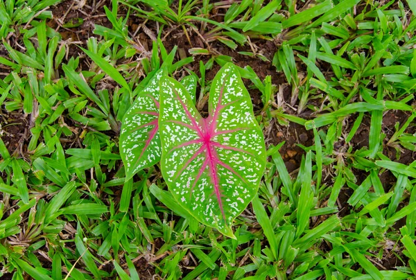 Foglia a cuore — Foto Stock