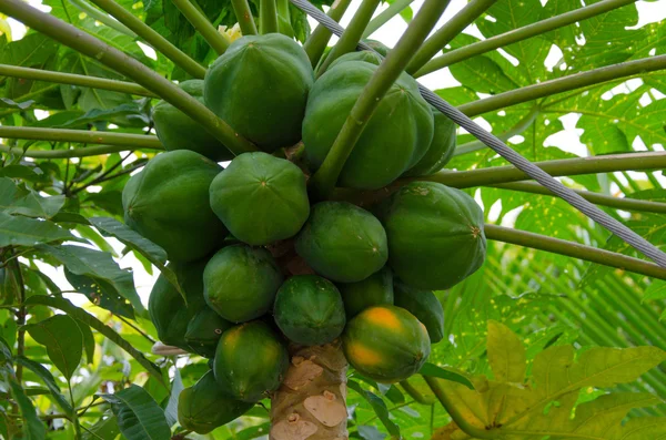 Papaya hängt am Baum — Stockfoto