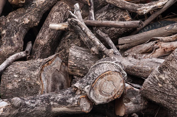 Tree stumps and felled forest deforestation — Stock Photo, Image