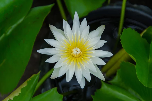 White lotus in swamp — Stock Photo, Image