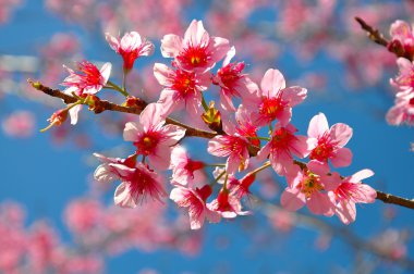 Kış aylarında çiçek açan Tay sakura