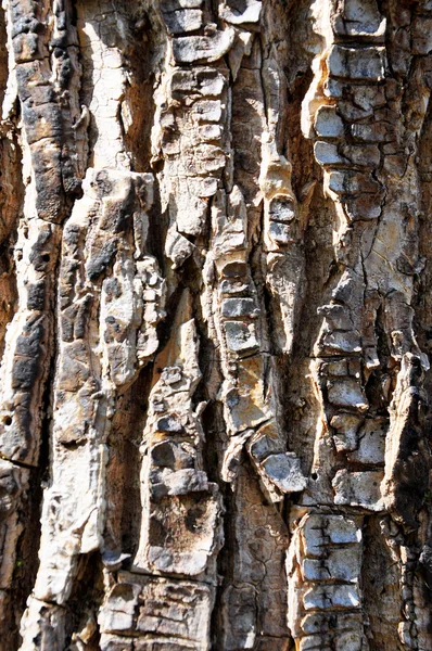 Textura del árbol — Foto de Stock