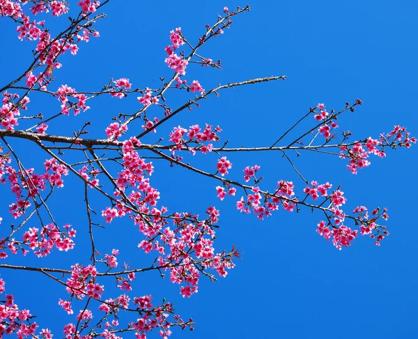 Тайская сакура расцветает зимой — стоковое фото