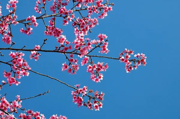 Sakura tailandesa florescendo durante o inverno — Fotografia de Stock