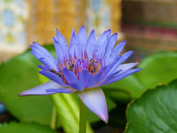 Lotus dan lebah — Stok Foto