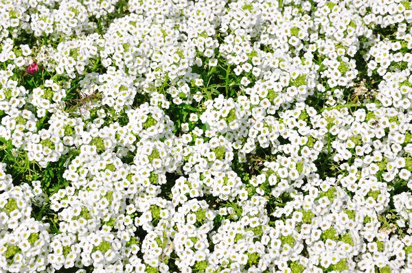 Белый цветочный сад — стоковое фото