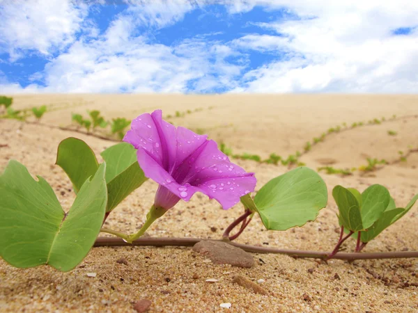 Pink Flower Sand on the beach — Stock Photo, Image