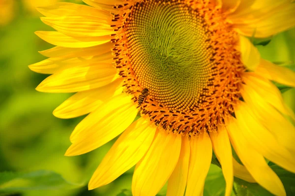 Girasole e ape — Foto Stock