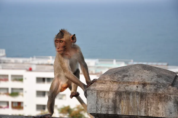 Scimmia tailandese — Foto Stock