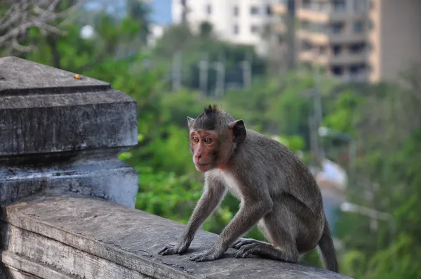 Małpa tajlandzka — Zdjęcie stockowe