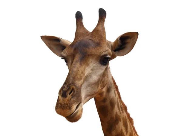 Hoofd giraffe geïsoleerd — Stockfoto