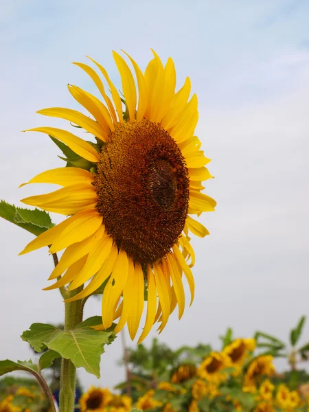 Fiore di sole in fattoria . — Foto Stock