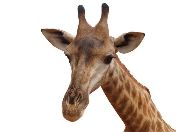 Kopf-Giraffe isoliert — Stockfoto