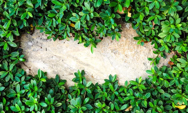 Bordo di foglie naturali su sfondo bianco — Foto Stock