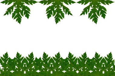 yaprakları papaya çerçeve