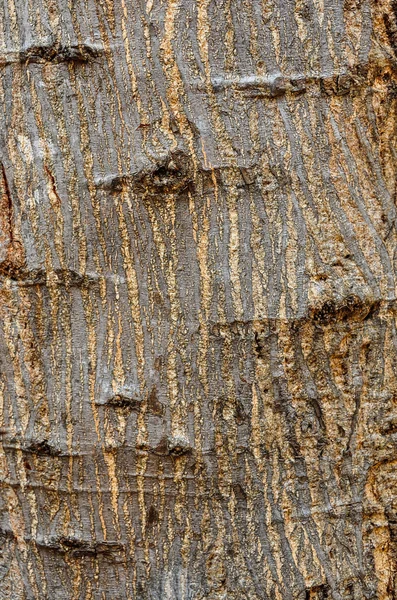 Baumstruktur — Stockfoto