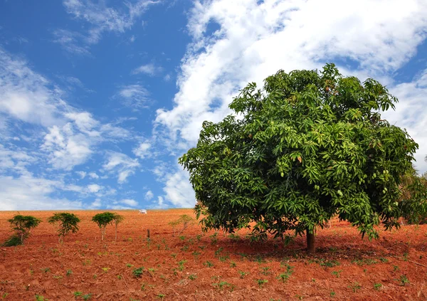 Árbol de mango . —  Fotos de Stock