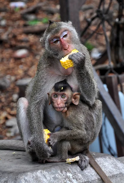 Madre mono y su pequeño bebé — Foto de Stock