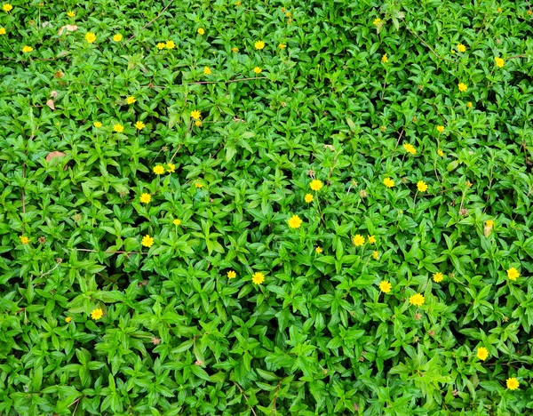 Hojas verdes y flores amarillas para el fondo —  Fotos de Stock