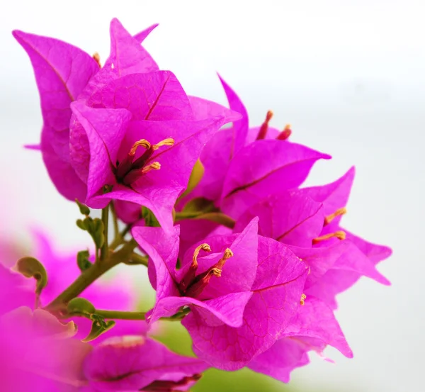 Bougainvilliers roses sur fond blanc — Photo