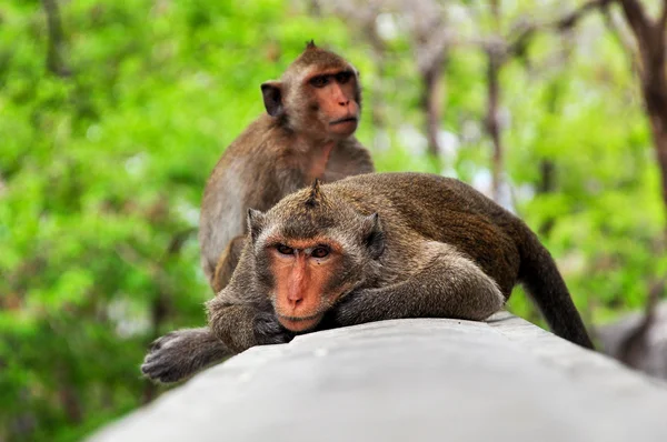 Monkey sleeping. — Stock Photo, Image