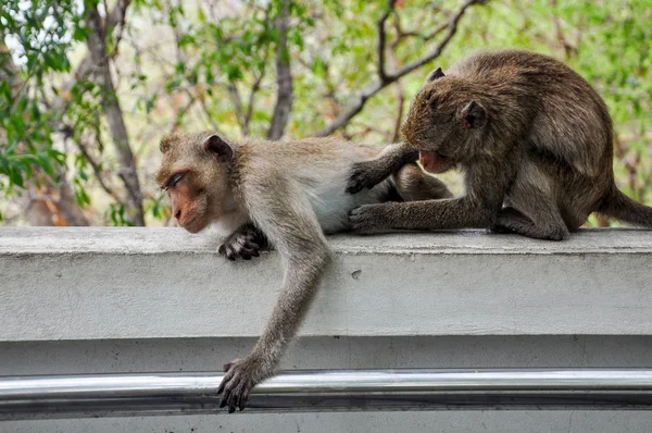 Dwie małpy znalezienia kleszczy. — Zdjęcie stockowe