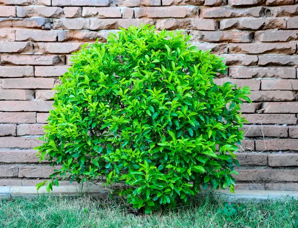 Árbol frente a una pared de ladrillo . — Foto de Stock