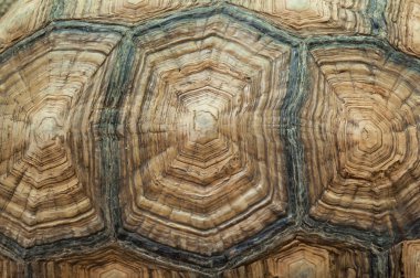 Kaplumbağa carapace dokusu