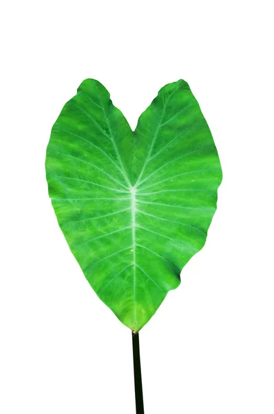 Heart shaped leaf, isolated — Stock Photo, Image