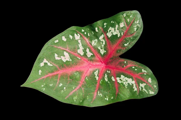 Heart shaped leaf — Stock Photo, Image