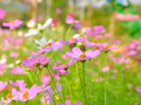 Yeşil bahçede pembe çiçekler — Stok fotoğraf