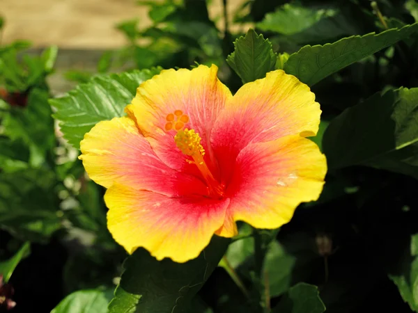 Fresh hibiscus yellow flower in garden — Stock Photo, Image