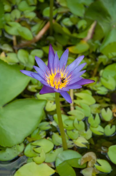 Lilla lotus med bie på pollen i sumpen – stockfoto