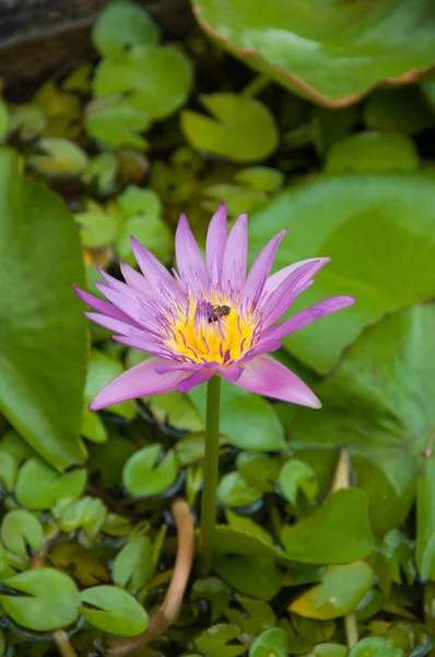 Rosa lotus med bie på pollen i sumpen – stockfoto