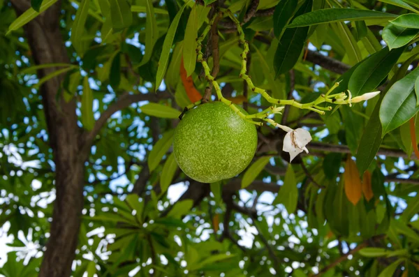 Früchte des Cerbera odollam Baumes — Stockfoto