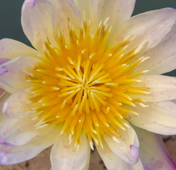 Vakker lotus i bakgrunnen – stockfoto