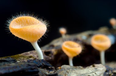 ormanda mantar şampanya