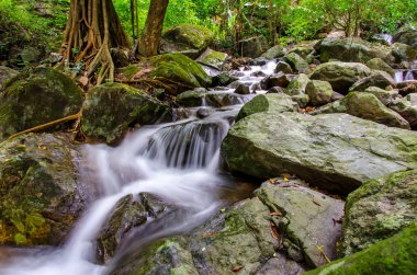 derin yağmur ormanları jungle şelale