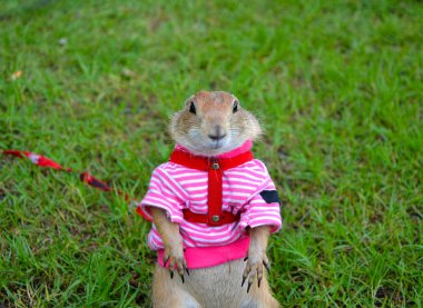 Yaz aylarında çim üzerinde Çayır köpeği