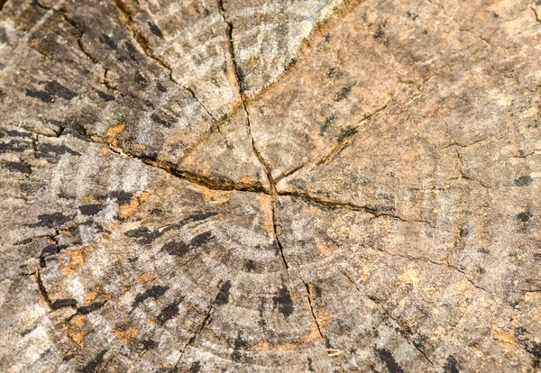 Trädrötter och avverkade skogen avskogning — Stockfoto