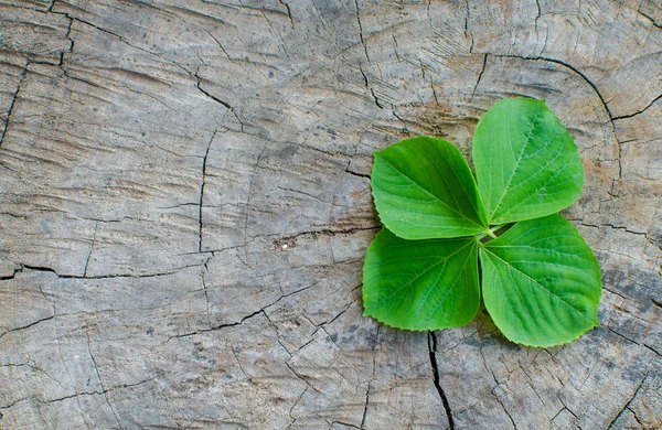 Plant growing on tree stump — Stock Photo, Image