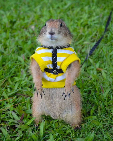 Prairie hond op gazon in de zomer — Stockfoto