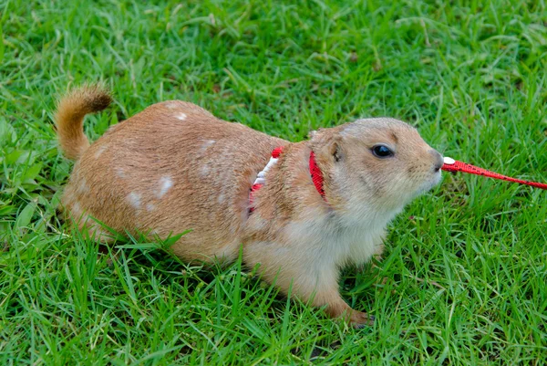 Perro de la pradera en el césped en verano —  Fotos de Stock