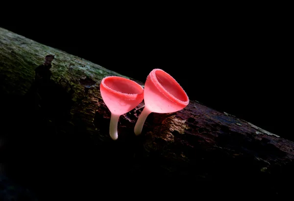 Cogumelo Champanhe na floresta — Fotografia de Stock